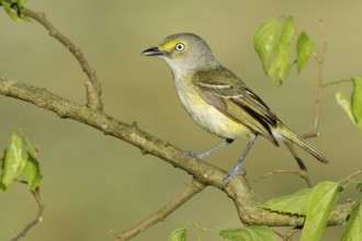 White-eyed Vireo (Vireo griseus), Texas, USA