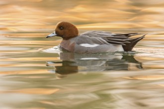 Eurasian Wigeon (Mareca penelope) male, Arizona, USA