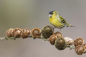 Eurasian Siskin (Spinus spinus) male perched on a branch, Poland