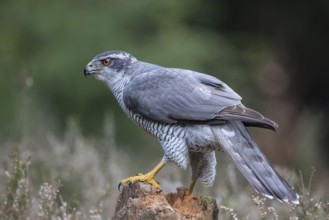 Northern Goshawk (Accipiter gentilis) male, Netherlands