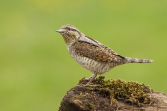 Eurasian Wryneck (Jynx torquilla), Castile and Leon, Spain