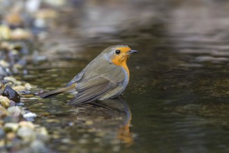 European Robin (Erithacus rubecula) bathing in a garden pond, Mecklenburg-Western Pomerania,