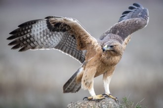 Bonelli's Eagle (Aquila fasciata) juvenile, Castile-La Mancha, Spain