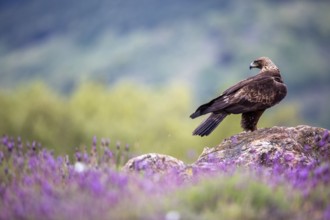 Golden Eagle (Aquila chrysaetos) perched on a rock, Madrid, Spain