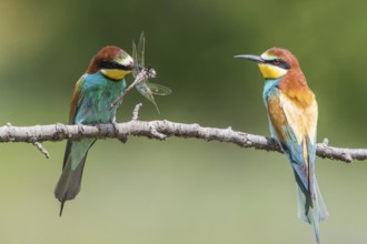 European Bee-eater (Merops apiaster) pair displaying, presentation of a Lesser emperor (Anax