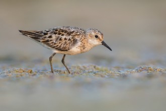 Little Stint (Calidris minuta) foraging, Poland