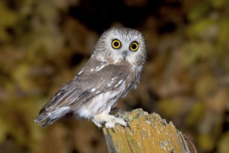 Northern Saw-whet Owl Aegolius acadicus Duluth, Minnesota, United States 19 October Adult Strigidae