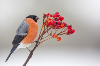 Eurasian Bullfinch (Pyrrhula pyrrhula) male perched on a branch, Castile and Leon, Spain