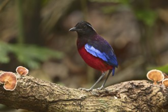 Black-crowned Pitta (Erythropitta ussheri), Sabah, Malaysia