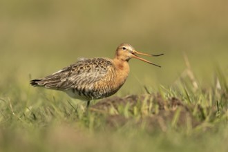 Black-tailed Godwit (Limosa limosa), Lower Saxony, Germany
