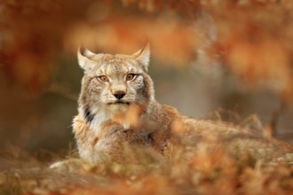 Lynx in orange autumn forest. Wildlife scene from nature. Cute fur Eurasian lynx, animal in habitat