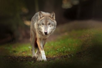 Gray wolf, Canis lupus, in the spring light, in the forest with green leaves. Wolf in the nature