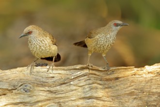 Arrow-marked Babbler, Turdoides jardineii, detail of exotic grey African bird with red eye in the