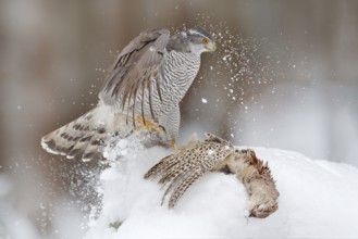 Winter wildlife, bird of prey with catch in snow. Animal behaviour in the forest. Bird of prey