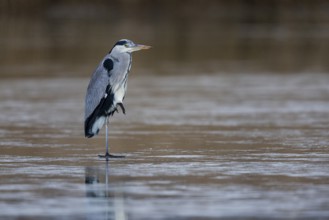 Grey heron (Ardea cinerea) Germany