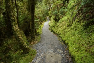 A natural forest path leads through lush greenery and moss-covered trees, summer, Lake Matheson,