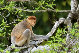 Proboscis monkey (Nasalis larvatus), female, Kota Kinabatangan, Sabah, Malaysia