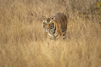 Royal Bengal tiger (Panthera tigris tigris), in tall grass, Bandhavgarh National Park, Bahannara,