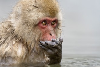 Japanese macaque (Macaca fuscata), wet, bathing, in winter, Jigokudani Snow Monkey Park,