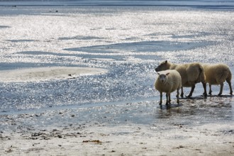 Free-range Icelandic sheep (Ovis), sheep on Rauðisandur beach, Raudisandur, near Patreksfjördur,
