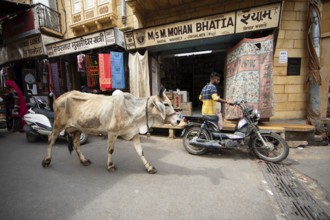 Sacred cow in the old town of Jaisalmer, Rajasthan, India