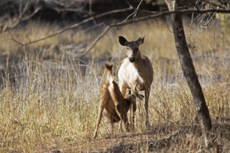 Sambar or sambar deer or horse deer (Cervus unicolor or Rusa unicolor) suckling offspring in the