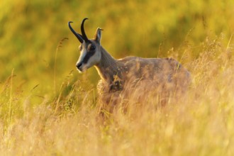 A chamois gazes intently in the tall grass under the golden sunlight, chamois, chamois, (Rupicapra