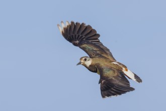 Lapwing (Vanellus vanellus) adult bird in flight, wildlife, animals, birds, plover family, Ziggsee,