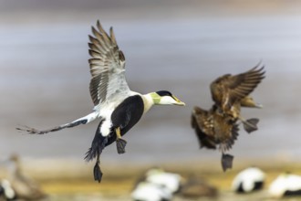 Eider duck (Somateria mollissima), drake and hen flying, duck birds (Anatidae), Aventdalen,