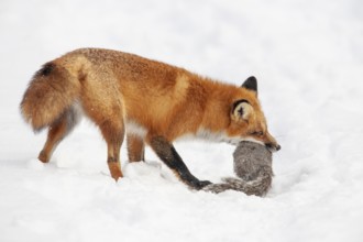 Red fox (vulpes vulpes), Fox hunting eastern gray squirrel (sciurus carolinensis) in winter.