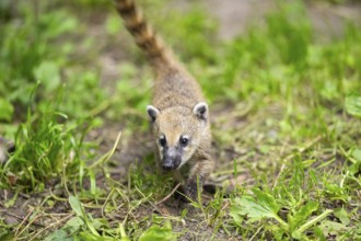 South American coati (Nasua nasua) youngster walking on the ground, captive, Zoo Augsburg