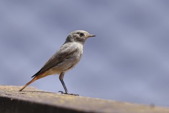Black redstart (Phoenicurus ochruros), on a balcony, Wilnsdorf, North Rhine-Westphalia, Germany