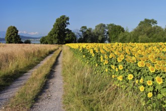 Path leads through a field of flowering sunflowers (Helianthus annuus), Canton Zug, Switzerland