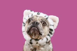 Funny confused French Bulldog dog with cat costume headband on pink background