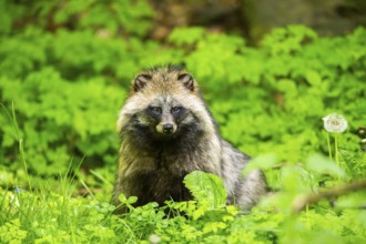 Common raccoon dog (Nyctereutes procyonoides) sitting in the grass, Bavaria, Germany