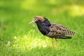 Ruff (Calidris pugnax) male standing on a meadow, captive, Zoo Augsburg, Germany