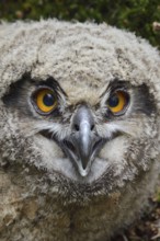 Young owl... European eagle owl (Bubo bubo), young bird, young eagle owl, eagle owl chick, not yet