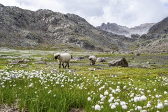 Two Valais Blacknose sheep (Ovis gmelini aries), in meadow with flowering white cotton grass, high