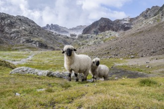 Two Valais Blacknose sheep (Ovis gmelini aries), high alpine mountain valley, Obere Senner Egete,