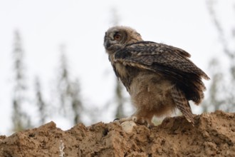 Fledged... European Eagle Owl (Bubo bubo), young bird in the late evening at the edge of a sand