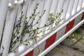 Barrier and nature, June, Germany