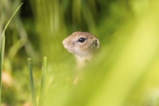 An adult European ground squirrel (Spermophilus citellus) or European souslik stands in a meadow