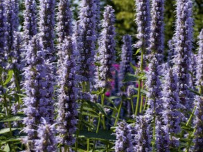 Scented nettle, aniseed-scented nettle, aniseed hyssop, aniseed giant hyssop (Agastache foeniculum)