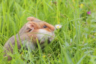 A European hamster (Cricetus cricetus) collects herbs, grass and daisies in a fresh green meadow