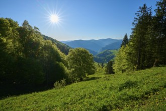 A light-flooded mountain landscape with trees and blue sky, spring, Schauinsland, Freiburg im