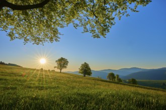 Green meadow with trees and rising sun, refreshing morning mood in nature, spring, Schauinsland,