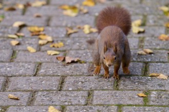 Eurasian squirrel (Sciurus vulgaris), jumping on a paved path surrounded by autumn leaves, Germany