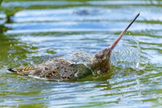 Lapwing dives into the water, creates splashes, lively action, black-tailed godwit (Limosa limosa),