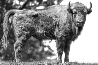 European bison (Bison bonasus) , game park, Bavaria, Germany