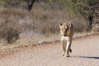 African lion (Panthera leo), lioness, adult female walking on a dirt road, Kgalagadi Transfrontier